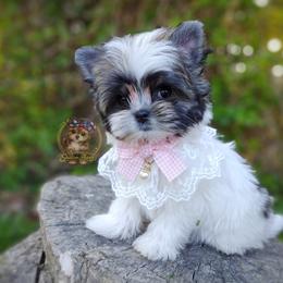 Companion Cross, Havanese, Mal-Shi, Maltese, Maltipoo, Morkie, and Shih Tzu Puppies from Seeking Shalom Acres Maltese, Maltipoos & Havamalts