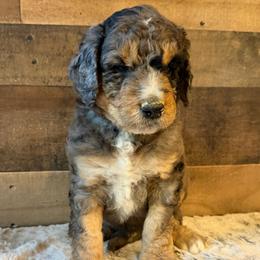 Blue Collar Boy - Blue merle male Bernedoodle puppy in San Augustine, Texas from Vintage Doodles