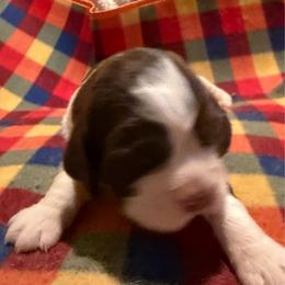 Miley Cyrus - White and liver female English Springer Spaniel puppy in Memphis, Tennessee from Lynn Bee Avenue