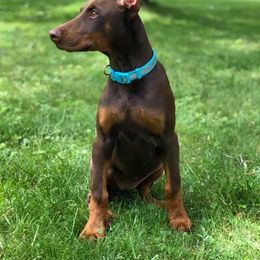 Doberman Pinscher Puppies from Jensen Dobermans