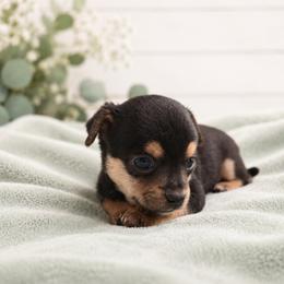 Chihuahua Puppies from Music City Chi’s
