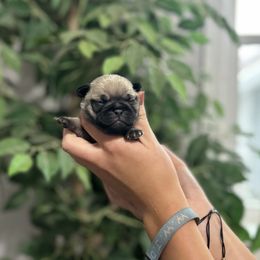 Girl 1 - Fawn female Pug puppy in New Haven, Indiana from Milan Pugs