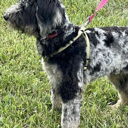 Aussiedoodles and Goldendoodles from Standard Goldendoodle and Doodles