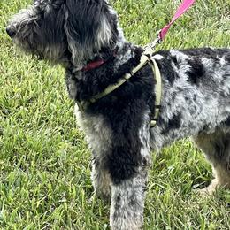 Aussiedoodles and Goldendoodles from Standard Goldendoodle and Doodles