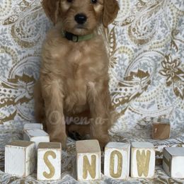 Goldendoodle Puppies from Owen-a-Doodle