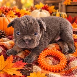 Boy 2 - Blue male French Bulldog puppy in Norwalk, Ohio from The Frenchie Ravine Connection LLC