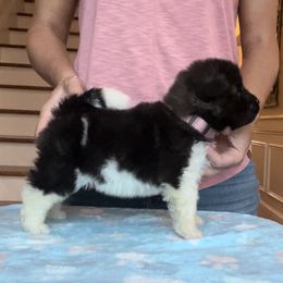 Girl 3 - Akita puppy in Coopersburg, Pennsylvania from Main Street Akitas