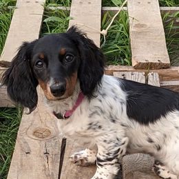 Annie - Dachshund