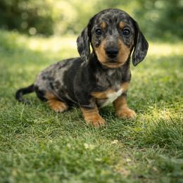 Rudolf - Dapple male Dachshund puppy in Anaconda, Montana from Williams Family Dachshunds