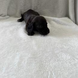 Mantis - Black female Dachshund puppy in Atwater, California from Dachshunds of cali