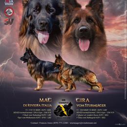 German Shepherd puppies from Vom Sturmjäger