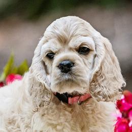 Cocker Spaniel Puppies from Cuttin Blue Farms