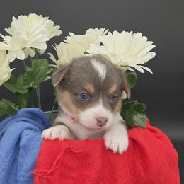 Skye(Sugar) - Blue female Pembroke Welsh Corgi puppy in Dickeyville, Wisconsin from J&R Shepherds & Corgis