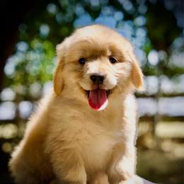 Miss Pool Party - Golden female Golden Retriever puppy in Mc Arthur, California from California Golden Love