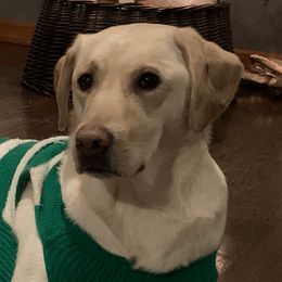 Carter - Labrador Retriever