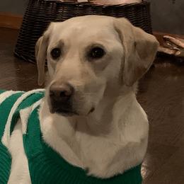 Carter - Labrador Retriever