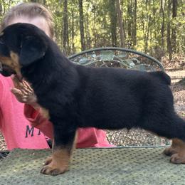 Blue Boy - Black and mahogany male Rottweiler puppy in Newberry, Florida from Darkstarr Rottweilers