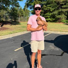 Pascal, now KOBE - Red  male Goldendoodle puppy in Lillington, North Carolina from Peace, Love, and Puppies at the Creek
