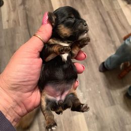 Yorkshire Terriers from Colene King
