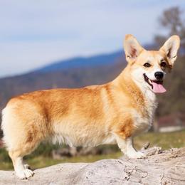 Maddie - Pembroke Welsh Corgi