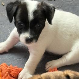 Girl 1 - Black and white female Jack Russell Terrier puppy in Williston, Florida from CP FARMS BORDER COLLIES N JACKS CORP