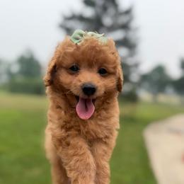 Buddy - Red  male Poodle puppy in Kalamazoo, Michigan from Creekside Ranch