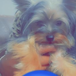 Charms - Yorkshire Terrier