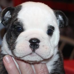 English Bulldog Puppies from Storm Stopping Bulldogs