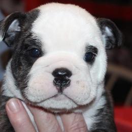English Bulldog Puppies from Storm Stopping Bulldogs