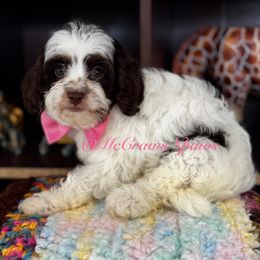 Sweetheart - Tri-color female Cavapoo puppy in Hesperia, California from McCraws N Paws