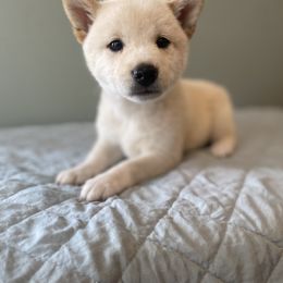 Skye - Cream female Shiba Inu puppy in Monett, Missouri from Happy Tails Shiba Inus