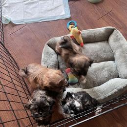 Shih Tzu puppies from Lisa Inman