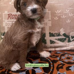 Green collar boy - Apricot male Goldendoodle puppy in Fairfield, California from Twin Sisters Doodles