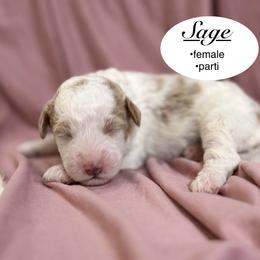 Sage - Brown and white female Bernedoodle puppy in Jackson, Mississippi from T.M. Poodles & Doodles