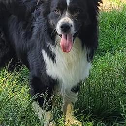 Miniature Australian Shepherds and Toy Australian Shepherds from Just a Spot of Colors Little Aussies