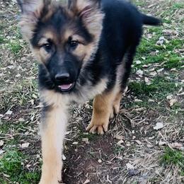 Liam - Black and tan male German Shepherd puppy in Yuba City, California from Barton’s German Shepherds