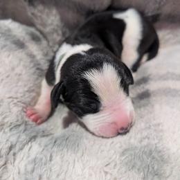 Light Blue Collar Mantle Female - Mantle female Great Dane puppy in Brooksville, Florida from Follow My Lead Great Danes