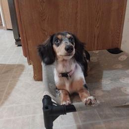 Daphney - Dachshund