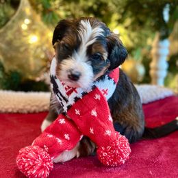 Waffles - Sable female Bernedoodle puppy in Royse City, Texas from Platinum Bernedoodles of Texas