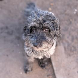 Merline - Goldendoodle