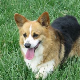 Maverick - Pembroke Welsh Corgi