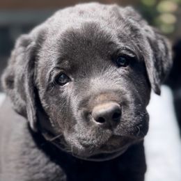 ASH - Black Labrador Retriever puppy in Camden, Tennessee from Pure Heaven Labs
