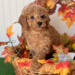 Poppy - Red  female Poodle puppy in Springtown, Texas from North Texas Puppies