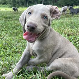 Weimaraner puppies from Pups and Pastures- Weimaraners
