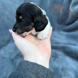 Boy 1 - Piebald male Dachshund puppy in Martinsville, Virginia from Rea's Doxies