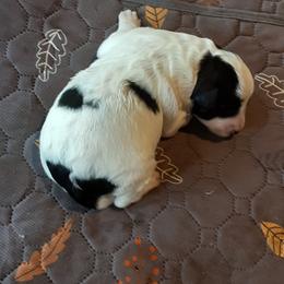 Astro Lucas - Parti male Double Doodle puppy in Johnston, Iowa from Trinity Doodles