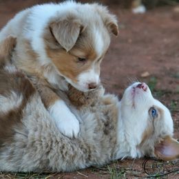 Australian Shepherds from Rockin D Ranch