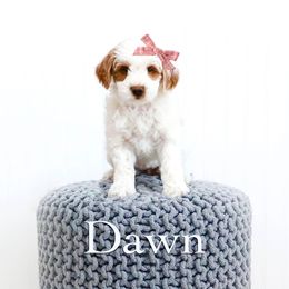 Dawn - Parti female Goldendoodle puppy in Spanish Fork, Utah from Oodles of Floofy Doodles