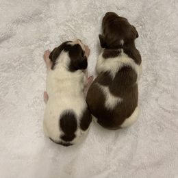 Boy 2 - Liver and white male German Shorthaired Pointer puppy in Albany, Texas from Big Country Kennels
