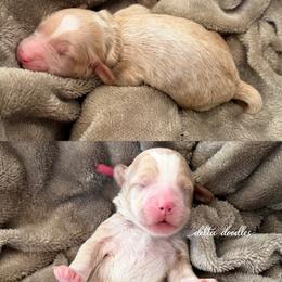Pink collar - Caramel female Labradoodle puppy in Clovis, California from Delta Doodless